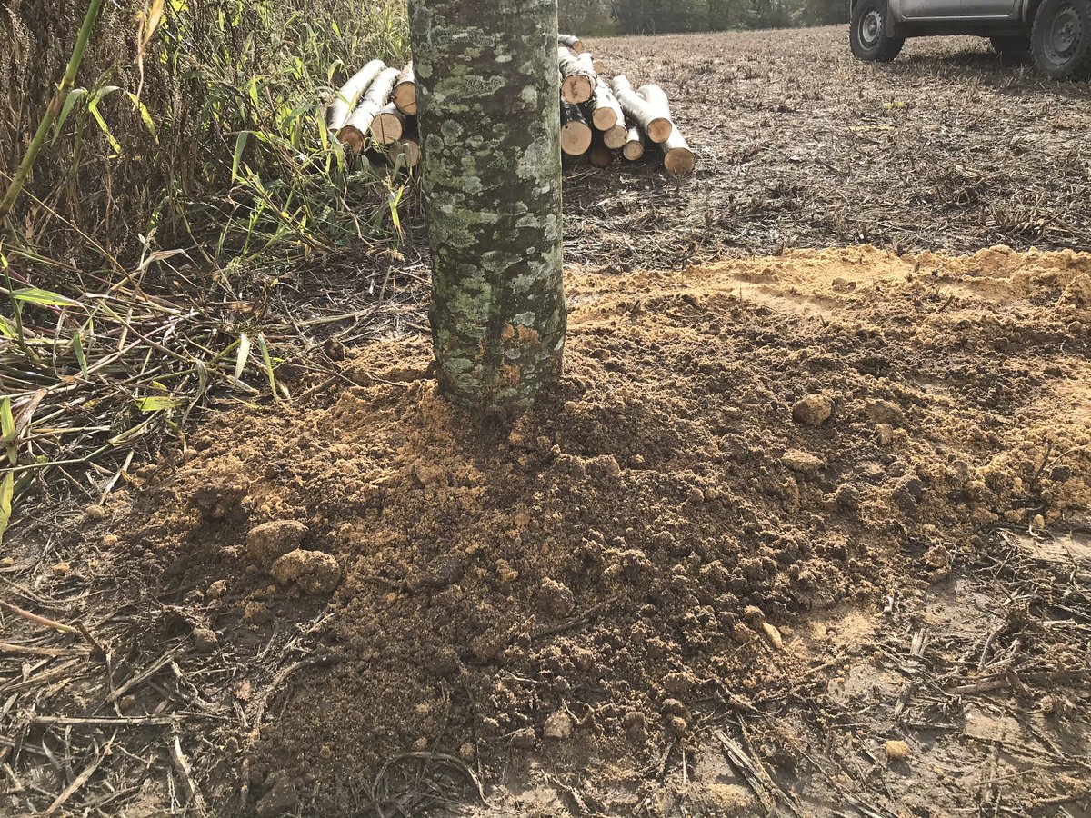 MidhurstFlowers's tweet photo. Productive day with the husband... first fence posts in, down to 4’ deep. Lots of digging, soo many worms in topsoil 👍❤️, lovely sandy subsoil. Next step... digging the beds 😁🧤#flowerfarm #flowerfarming #worms #midhurst #midhurstflowerfarm https://t.co/zuz92ZHmoQ