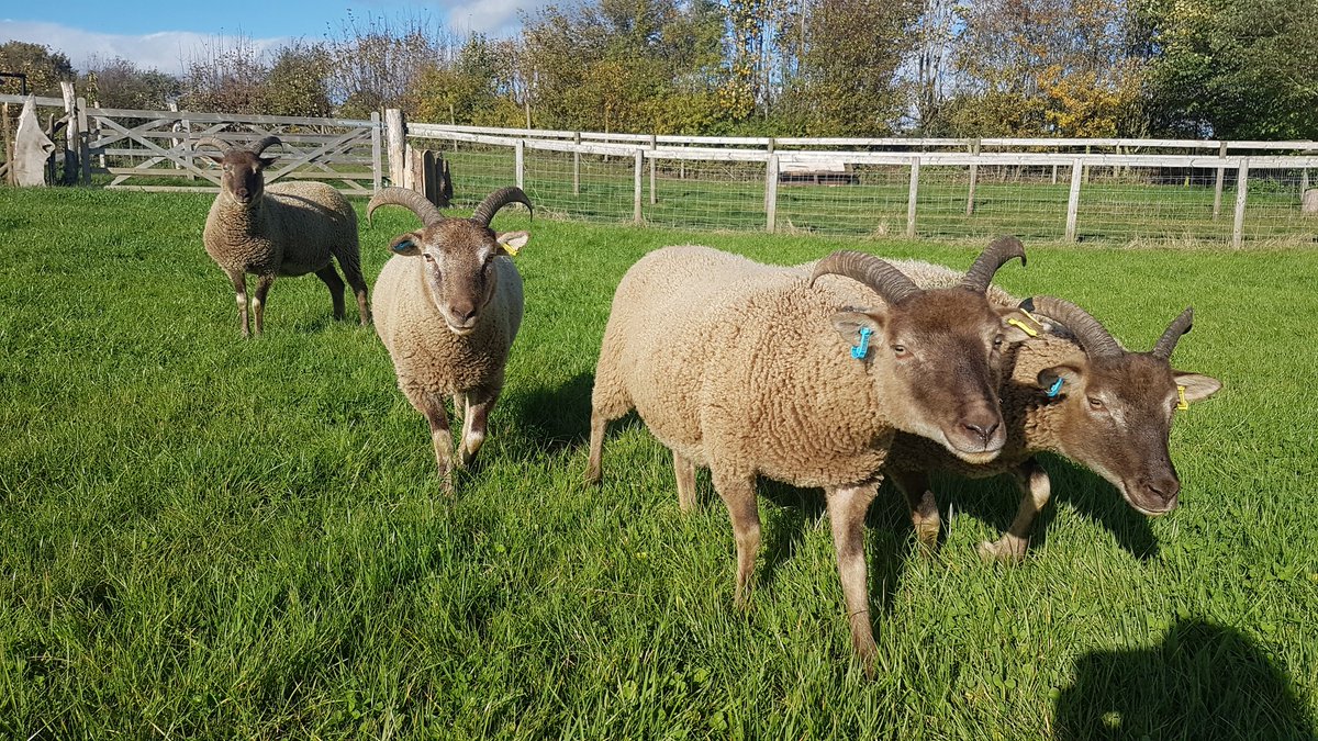 The #castlemilkmoorit ladies doing a quick circle reccy around me before they will come in for some food.  Our Alpha, Camila seems to be the most wary.  #RBST #sheep #pepperwoodflock #Primitivesheep #rarebreedsheep #gonative #womenwhofarm