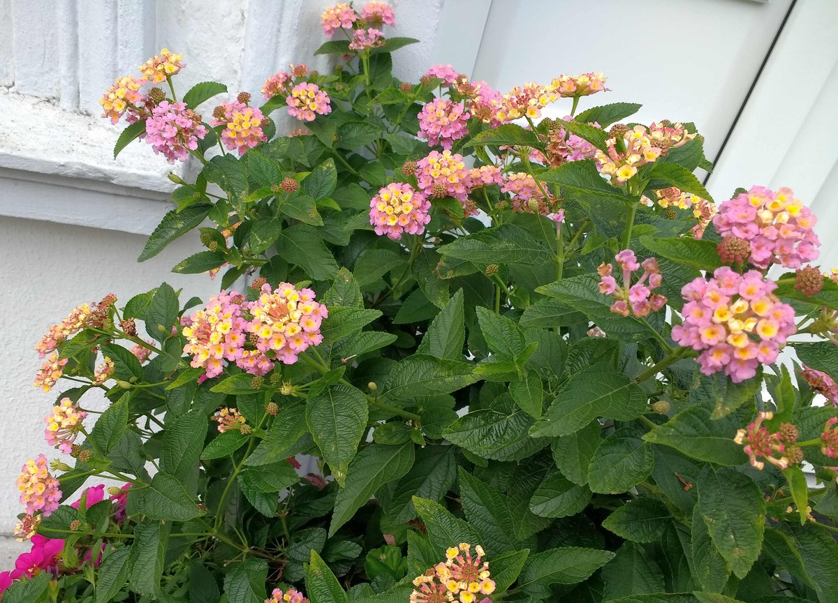 💐🍸🍷🎶🌈🌅#hamburg today🎃🌼🎃🍁🍂🌺🌺🧡🌾#HappyWeekend Friends!🌾❤🎨❤🌤💖☮✨☮peace☮✨💖✨love💖✨ No war!🌎🌳🚴‍♀️🏕🏔🍀🌱🥀🌷#COVIDー19 #staysafe