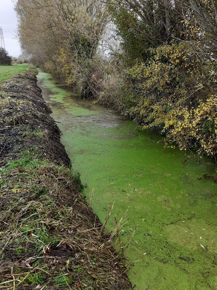 Parrett IDB clearing a highly invasive non-native plant, Floating pennywort, from Damas Rhyne on Langmead Level. Operation undertaken with careful biosecurity, machine cleaned before and after, to prevent contamination of other areas. Top job <a href="/IDBsomerset/">SDBC</a>