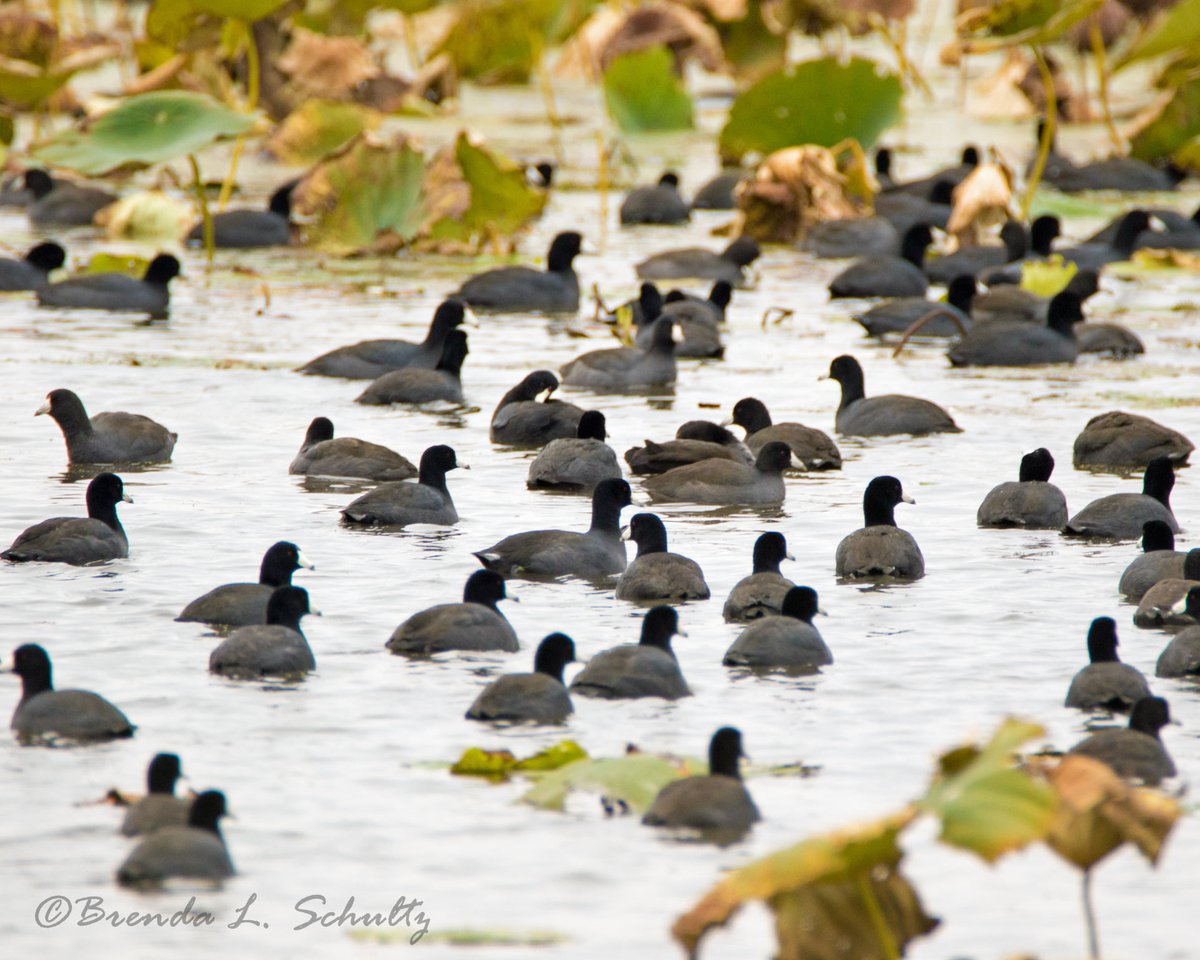 todaysbird's tweet photo. American coots.
(Photo courtesy of Brenda Schultz)
#wildlifephotography #nature #bloodpressurebreak https://t.co/O6BLLruQkF