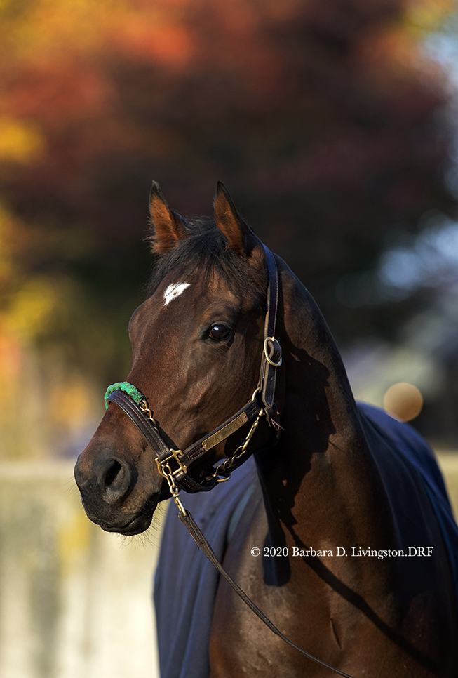 DRFLivingston's tweet photo. THIN WHITE DUKE (Dominus-Aberdeen Alley, by Distorted Humor) is 6/5 morning-line choice for Monday's Futurity @FlGaming . Kevin Navarro has the mount.

Trained by Phil Gleaves, THIN WHITE DUKE's record is 6-2-2-2, his most recent starts being wins in the Aspirant and Funny Cide. https://t.co/SatsWtGyIA