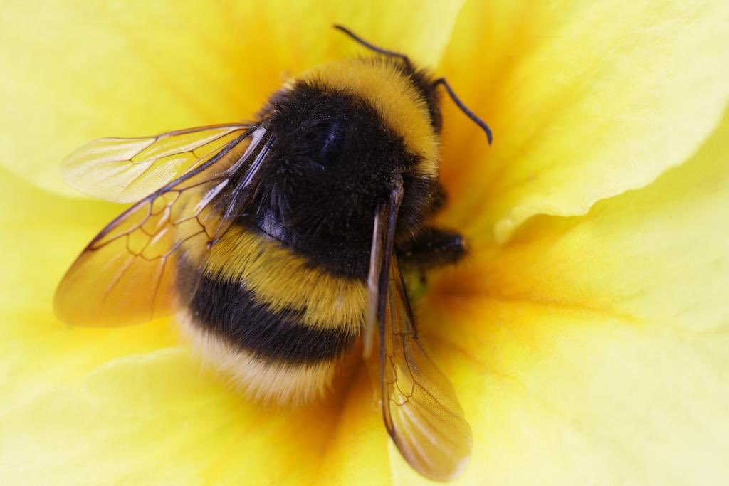 IslaButton's tweet photo. A bumblebee is one type in 250 species of bees. Most bumblebees are social bees and form a colony with 1 queen bee. Bumblebees are covered in fur (long branched setae) called pile making them appear and feel fuzzy. Their scientific name is bombus. #buglove https://t.co/LbbCUwck6r