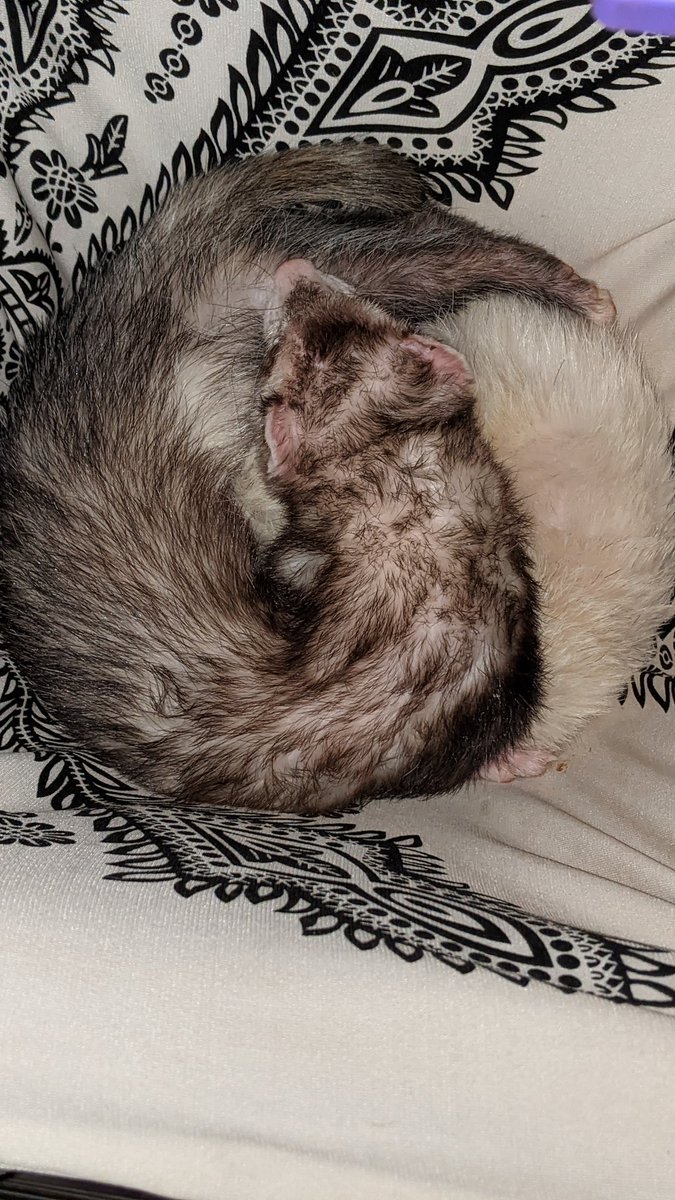 PrvnKalavai's tweet photo. @RationalEtienne @elonmusk Yin-Yang!
Gus-Tav, the ferret duo!
#ferretsofinsta https://t.co/xSRR0uQes7