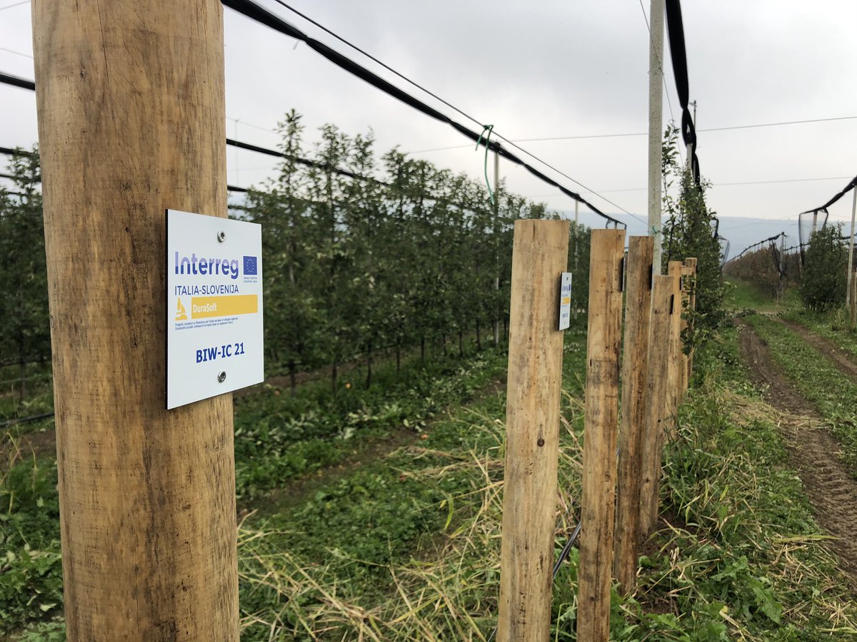 AntrodiaH's tweet photo. We have setup a new field test site in Bilje between the trees today see the influence of watering on wood decay. #durasoft #bf @univerza_lj @InterregITASLO https://t.co/sxCzYAlxn3
