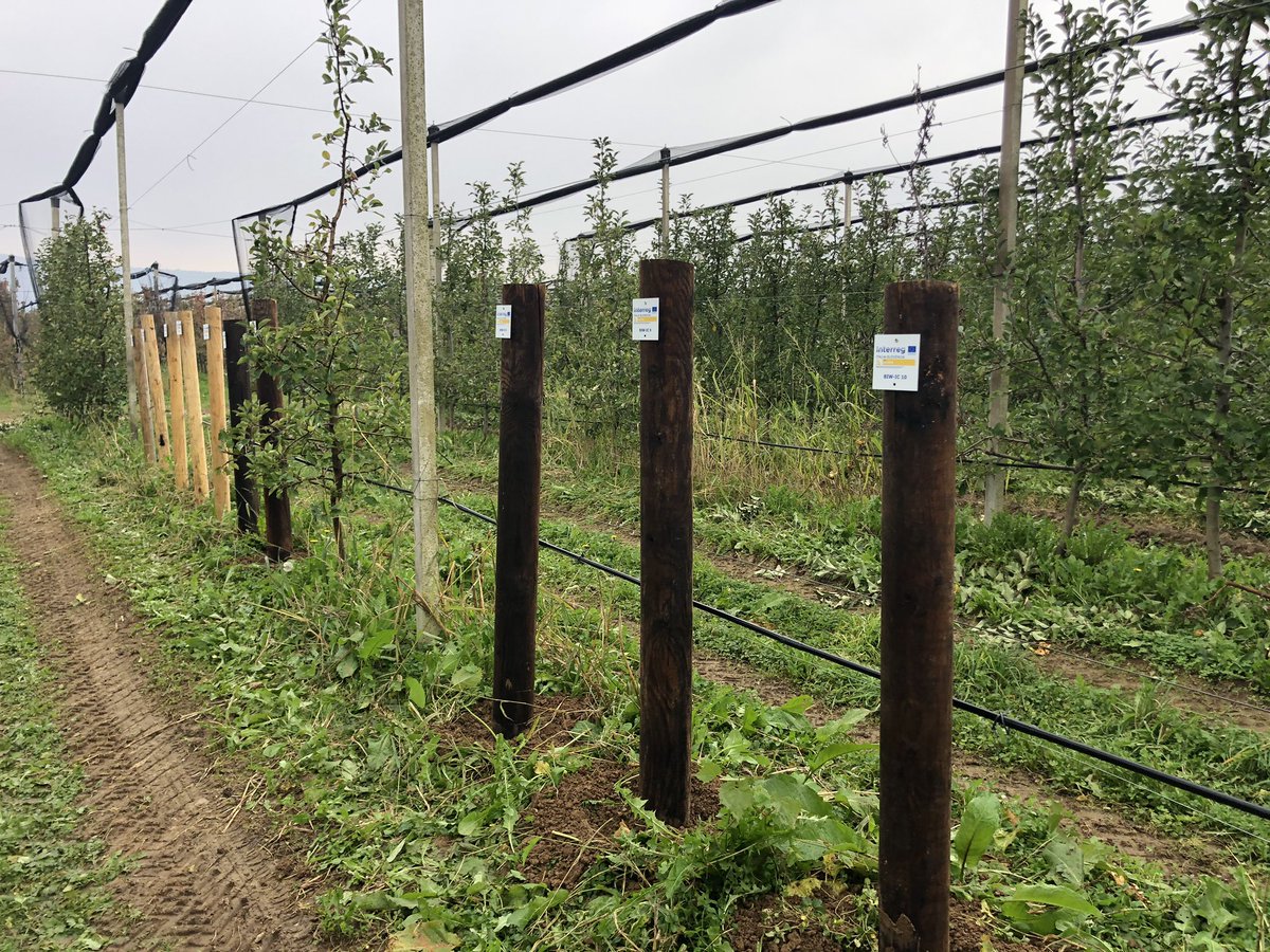 AntrodiaH's tweet photo. We have setup a new field test site in Bilje between the trees today see the influence of watering on wood decay. #durasoft #bf @univerza_lj @InterregITASLO https://t.co/sxCzYAlxn3