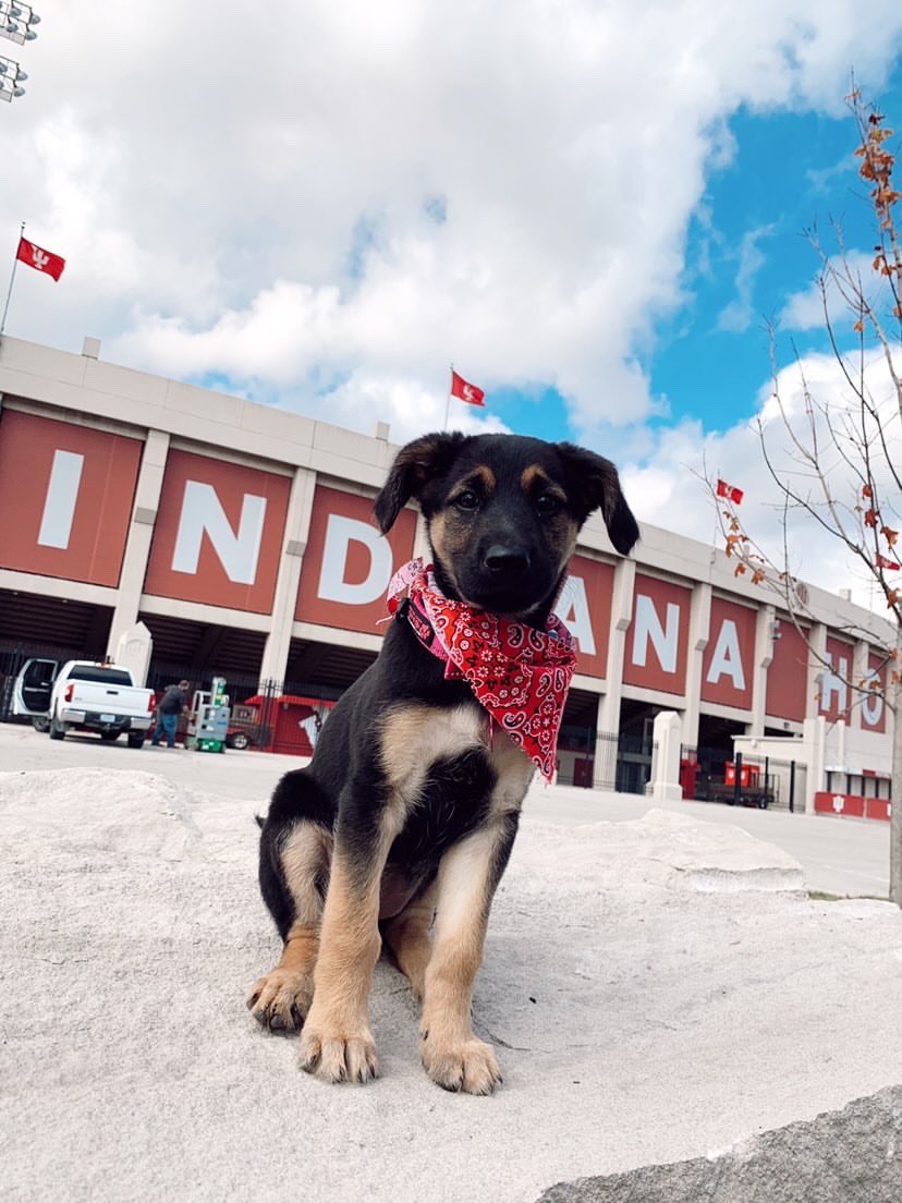 IUBarstool's tweet photo. Confirmed: Herman is a dog guy #GoodBoyFriday https://t.co/76TfqPc3jV