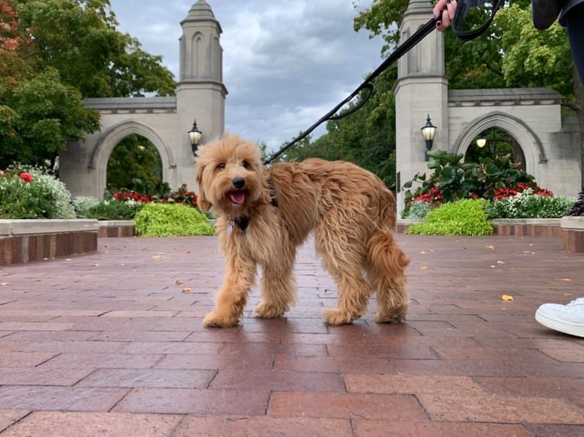 Confirmed: Herman is a dog guy #GoodBoyFriday