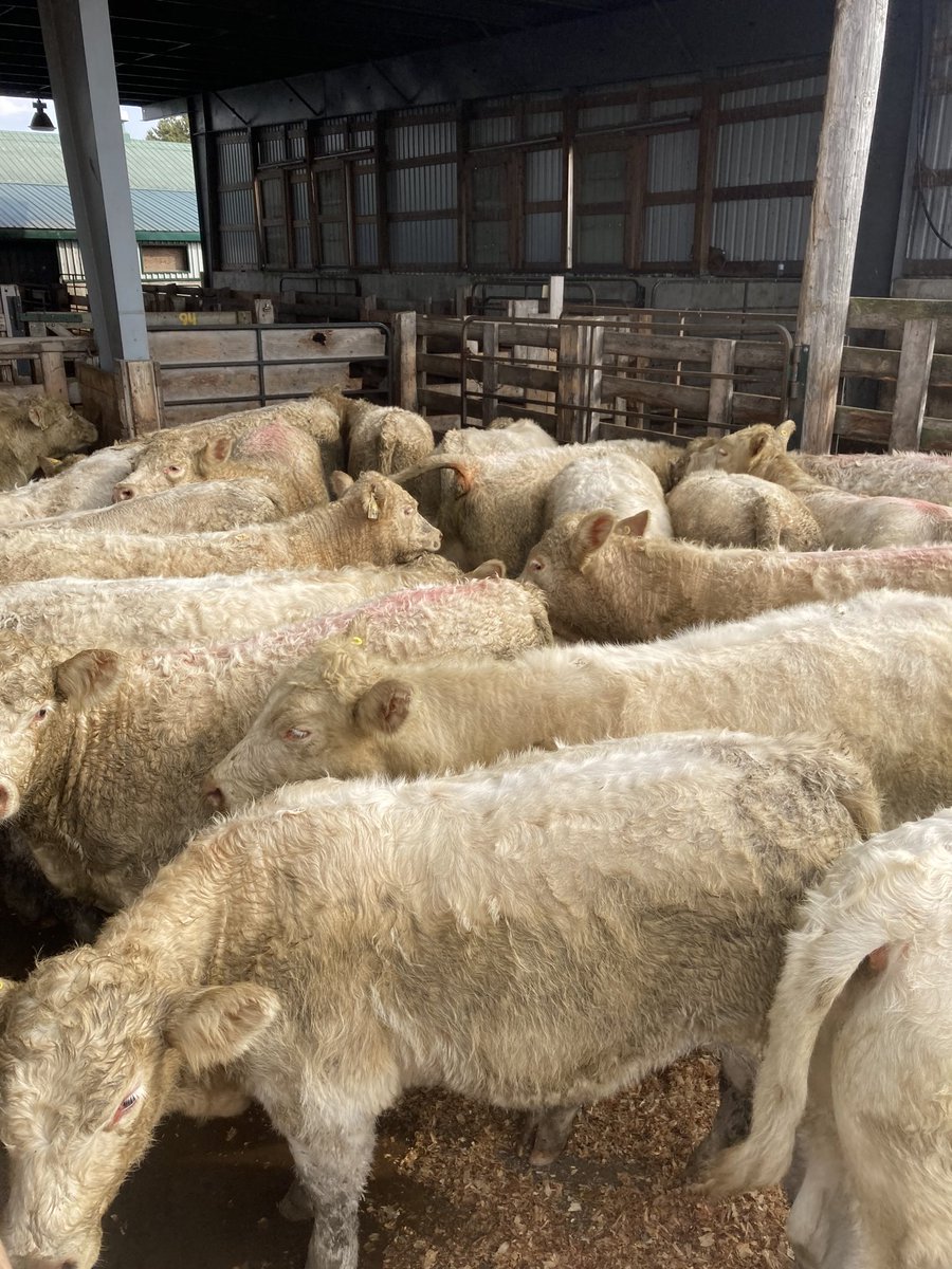 32 White Strs average 767lb Bruce Penn Presort sale Sat Oct 24 at KLM.  #can’tmakethembetter ⁦<a href="/CharolaisWanda/">Wanda Snobelen</a>⁩ ⁦<a href="/brents17/">brent saunders</a>⁩ ⁦<a href="/ChesterTupling/">Chester</a>⁩ ⁦<a href="/GraceKuhl/">.</a>⁩