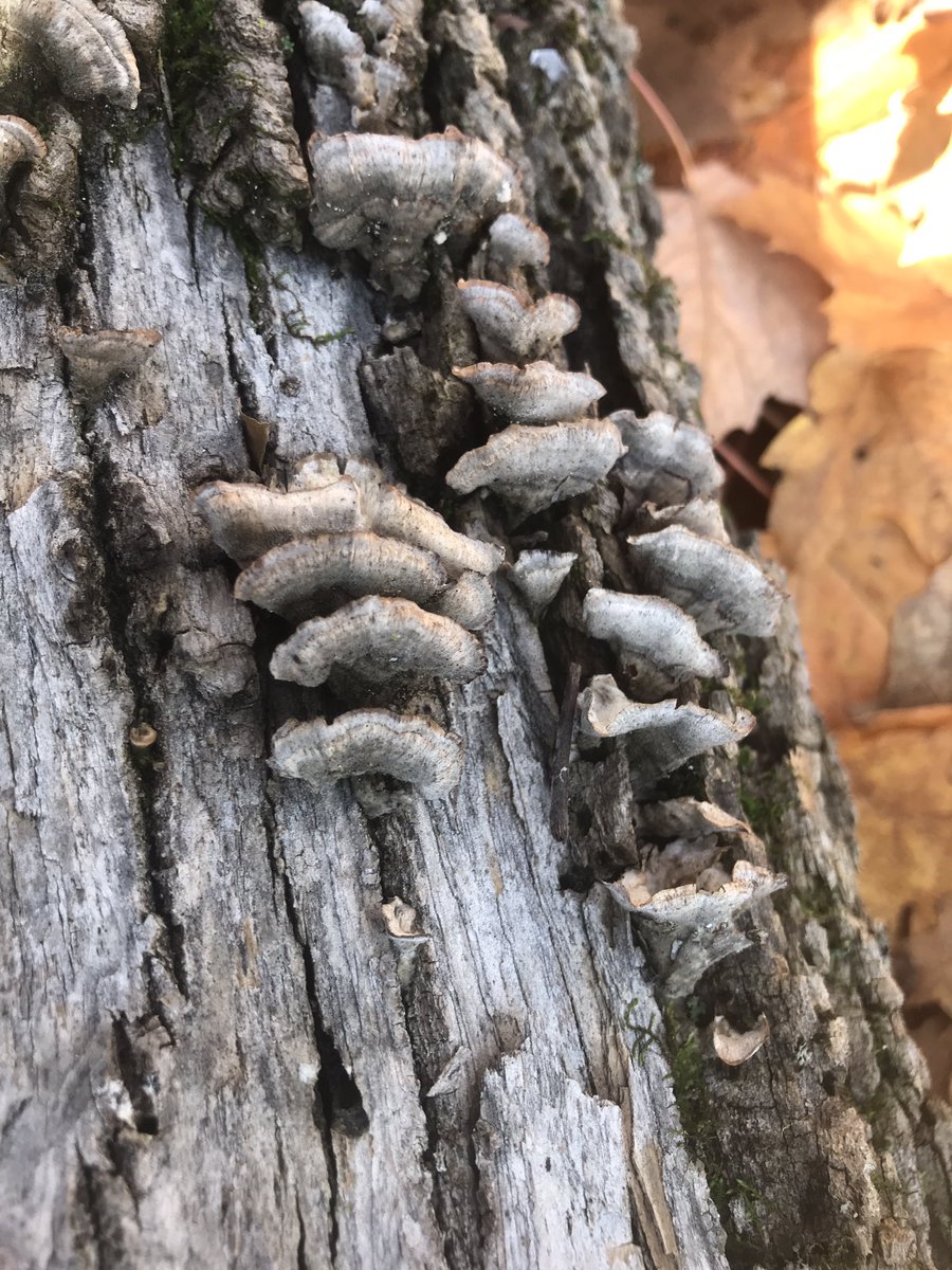 MrFischerHT's tweet photo. Another day in the forest… Some amazing photos captured by the students. Birds, skulls, mushrooms… All evidence of interactions in the ecosystem. What a beautiful day to be outside! #ocsbScience https://t.co/FuvOyBFugX