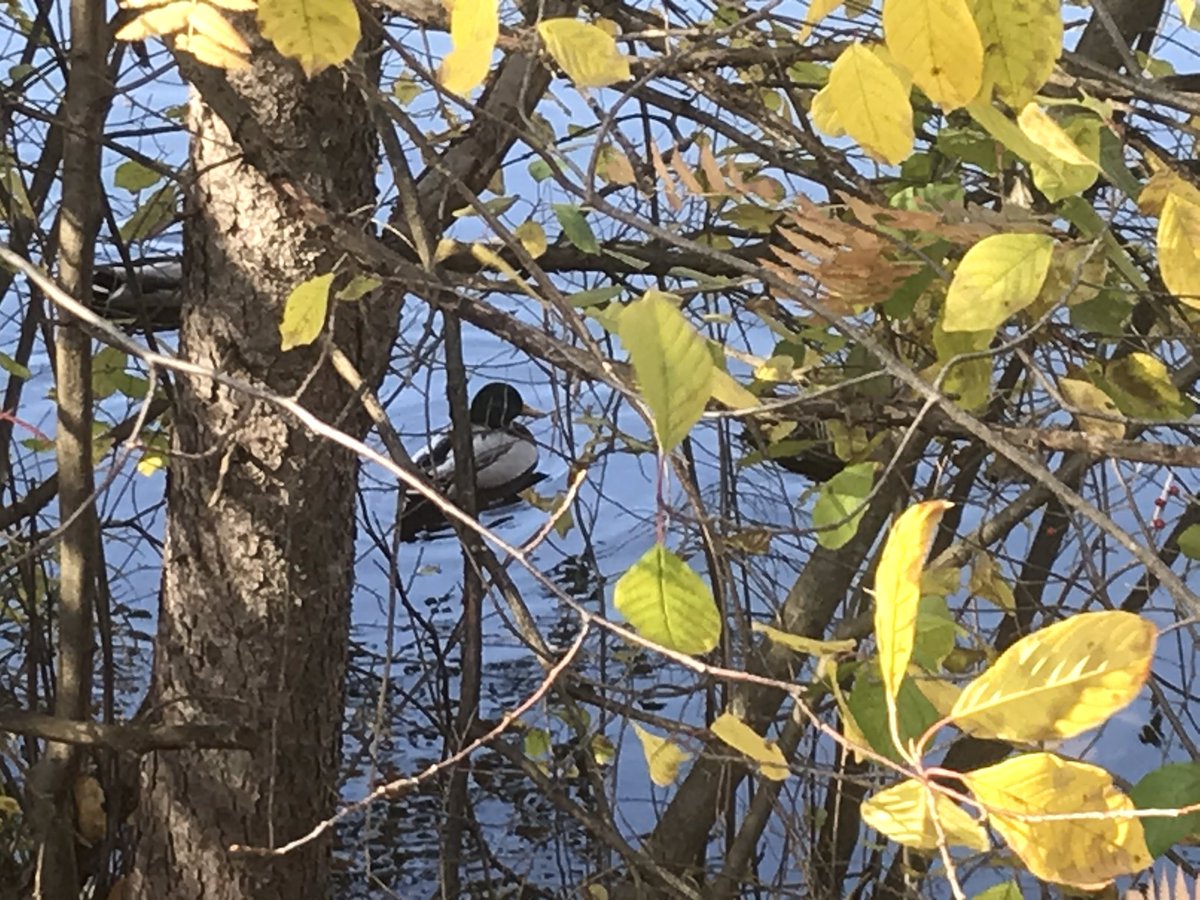 MrFischerHT's tweet photo. Another day in the forest… Some amazing photos captured by the students. Birds, skulls, mushrooms… All evidence of interactions in the ecosystem. What a beautiful day to be outside! #ocsbScience https://t.co/FuvOyBFugX
