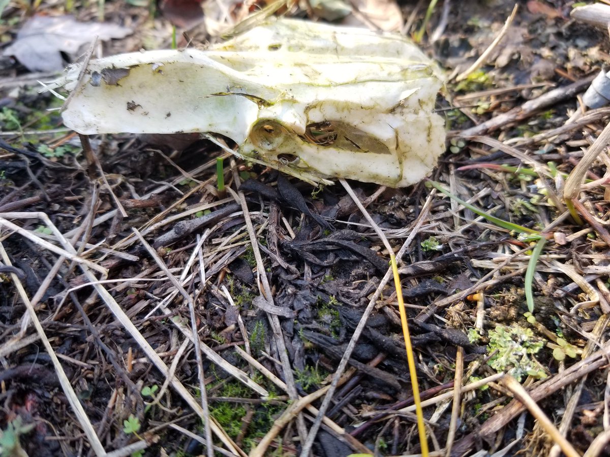 MrFischerHT's tweet photo. Another day in the forest… Some amazing photos captured by the students. Birds, skulls, mushrooms… All evidence of interactions in the ecosystem. What a beautiful day to be outside! #ocsbScience https://t.co/FuvOyBFugX