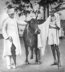 After getting independence it was believed that newly formed govt. will bring law to ban cow slaughter as per Mahatma Gandhi's wish but overtly secular stances of Prime Minister Jawaharlal Nehru (who threatened to resign if such a bill were passed) foiled the efforts.