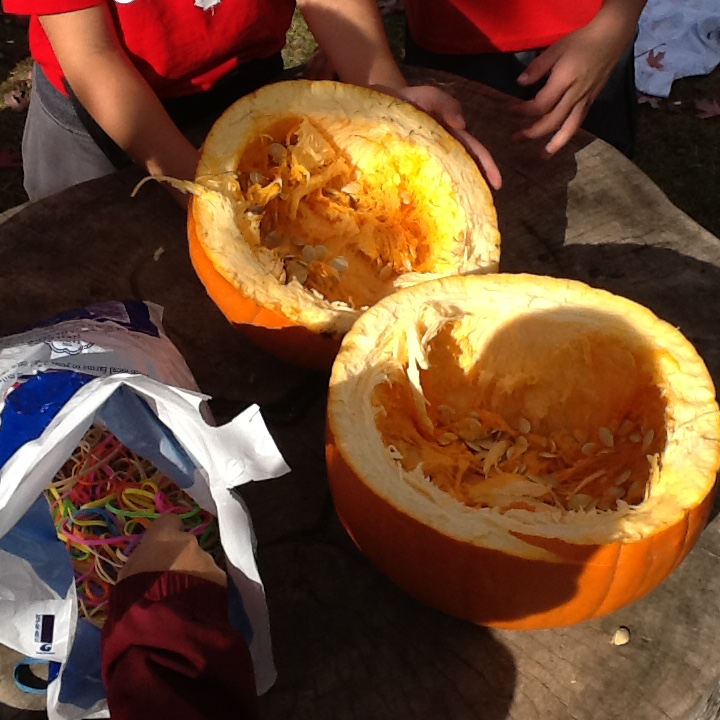 The grade 2/3 <a href="/RicksonWolves/">Rickson Ridge</a>  did an experiment with a pumpkin for Orange Week.  Can you guess how many elastics it took to split their pumpkin in two????  #ugdsb