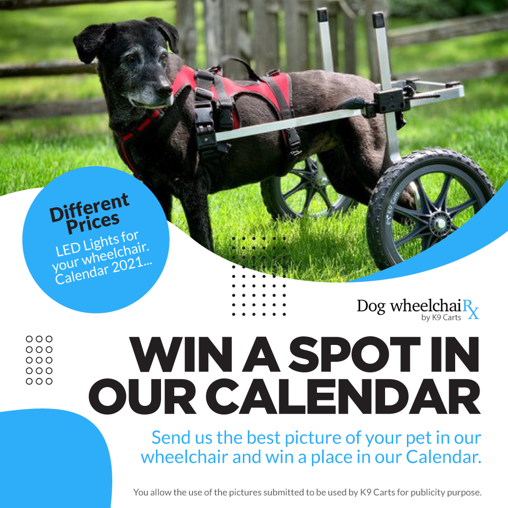 K9 carts top dog wheelchair