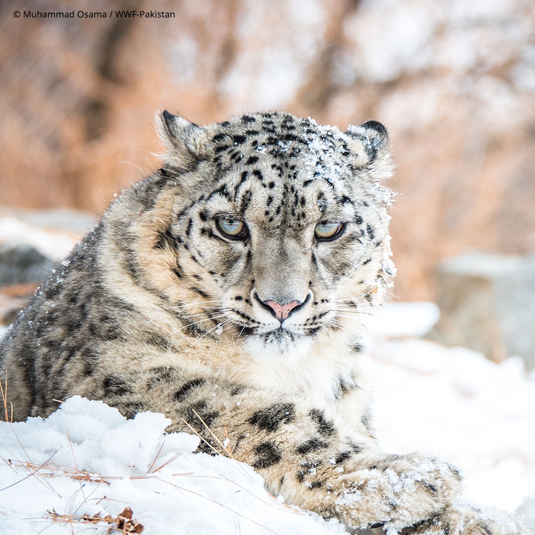 World Wildlife Fund tweet media