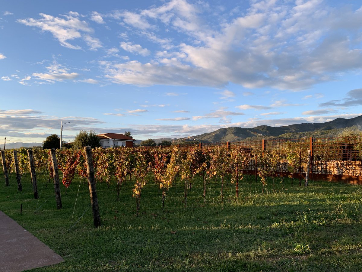 Enjoying fall #foliage in #vineyard and you?
<a href="/wineaostories/">Wine And Other Stories</a> <a href="/KSKelley1/">Kristina Kelley</a> <a href="/hidden_italy/">Hidden Italy</a> <a href="/pietrosd/">🍾🍷PIETROVINI🍷🍾</a>