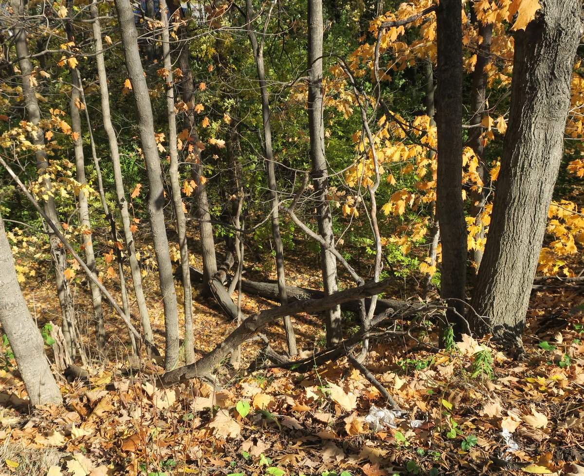 mayholme2's tweet photo. looking down into the very haunted May's Hollow. The towpath boys who worked on the 1st and 2nd canals came home along Ontario St. at the end of the day and were terrified on the ghosts in the Hollow. Ran like the dickens past that part of Mayholme's property! https://t.co/5qMcdZ8qRk