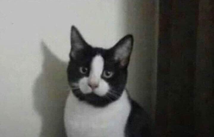 mobinfiltrator's tweet photo. Once you see it, you can’t unsee it.

#dickcat https://t.co/W1ifNJzi1s