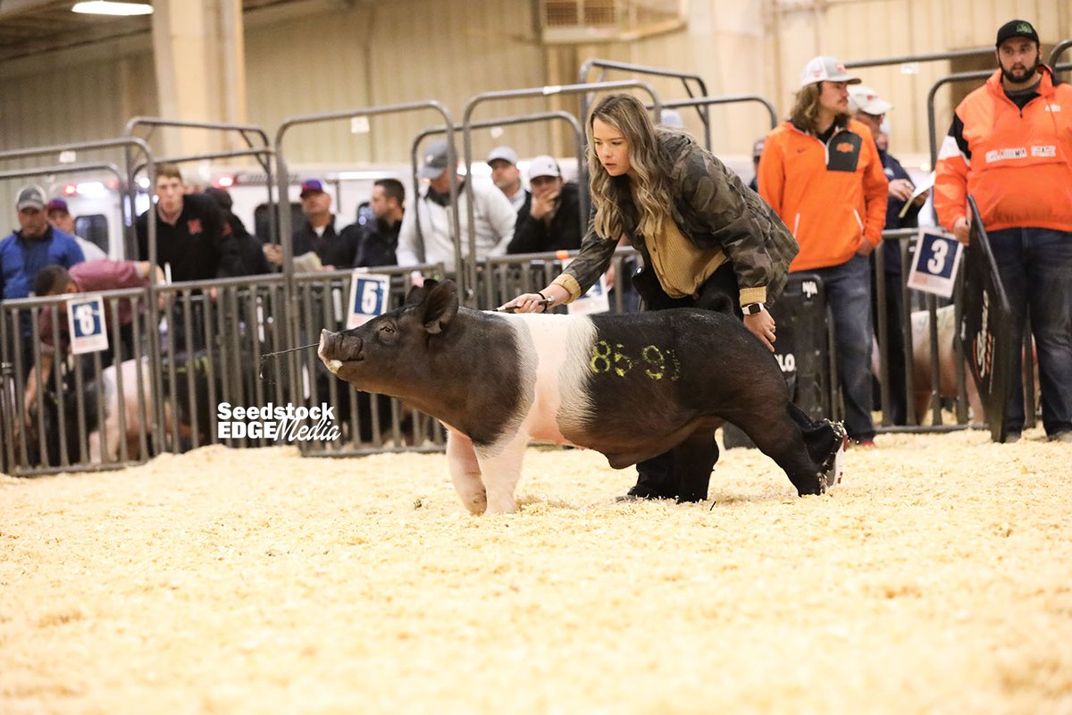 NationalSwine's tweet photo. Mark Cox, Oklahoma, and his Provoked son were named Champion Crossbred Boar at #FallClassic2020. For more crossbred results, visit https://t.co/2nIHXQ1fyN. https://t.co/CZdy1zlDRz