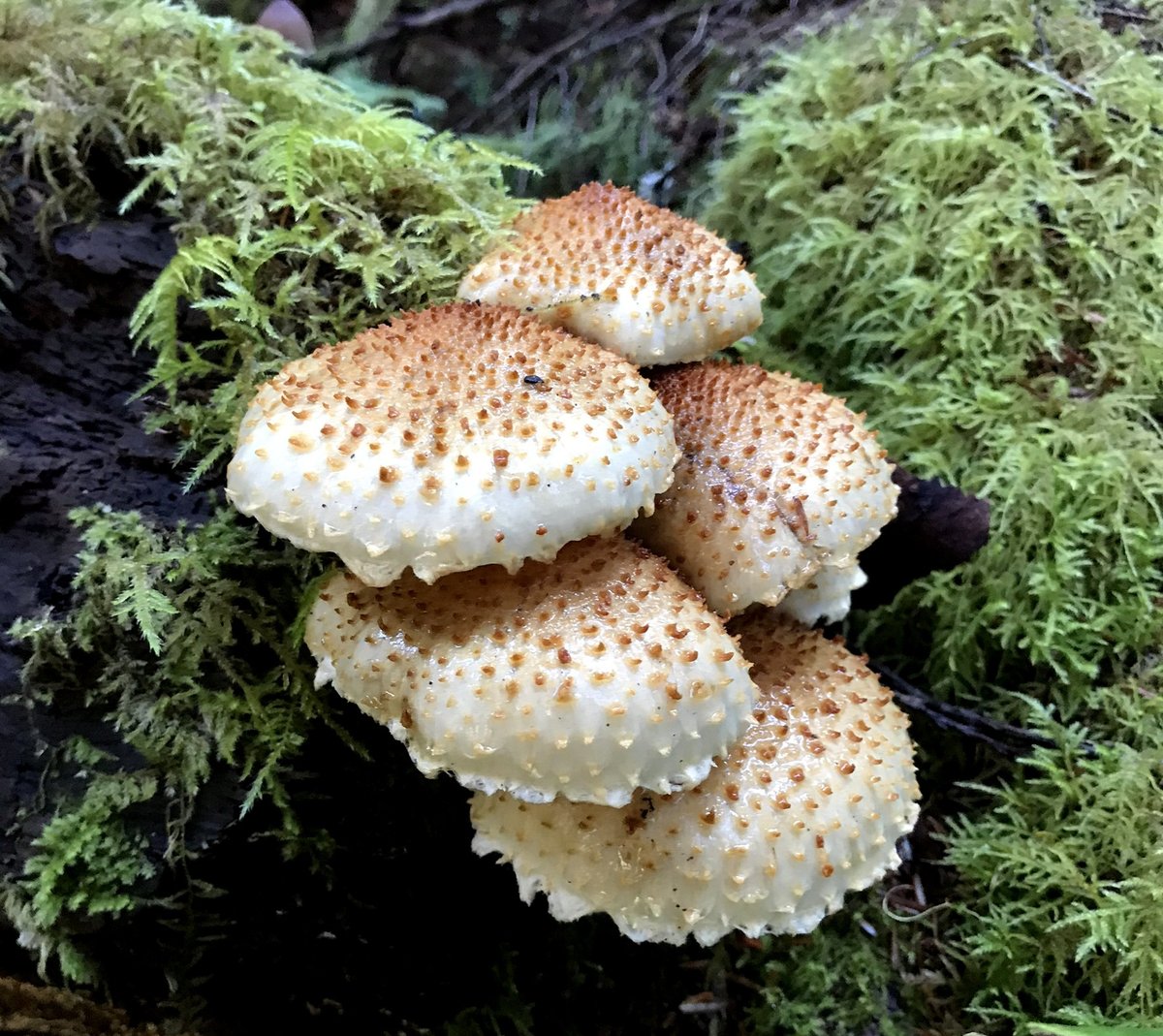 HardyPlantOR's tweet photo. Today we're switching things up and celebrating #fungusfriday instead of #foliagefriday. How cute are these little guys?
#mushrooms #moss #naturewalk #getoutthereandexplore https://t.co/oARX22wqFV