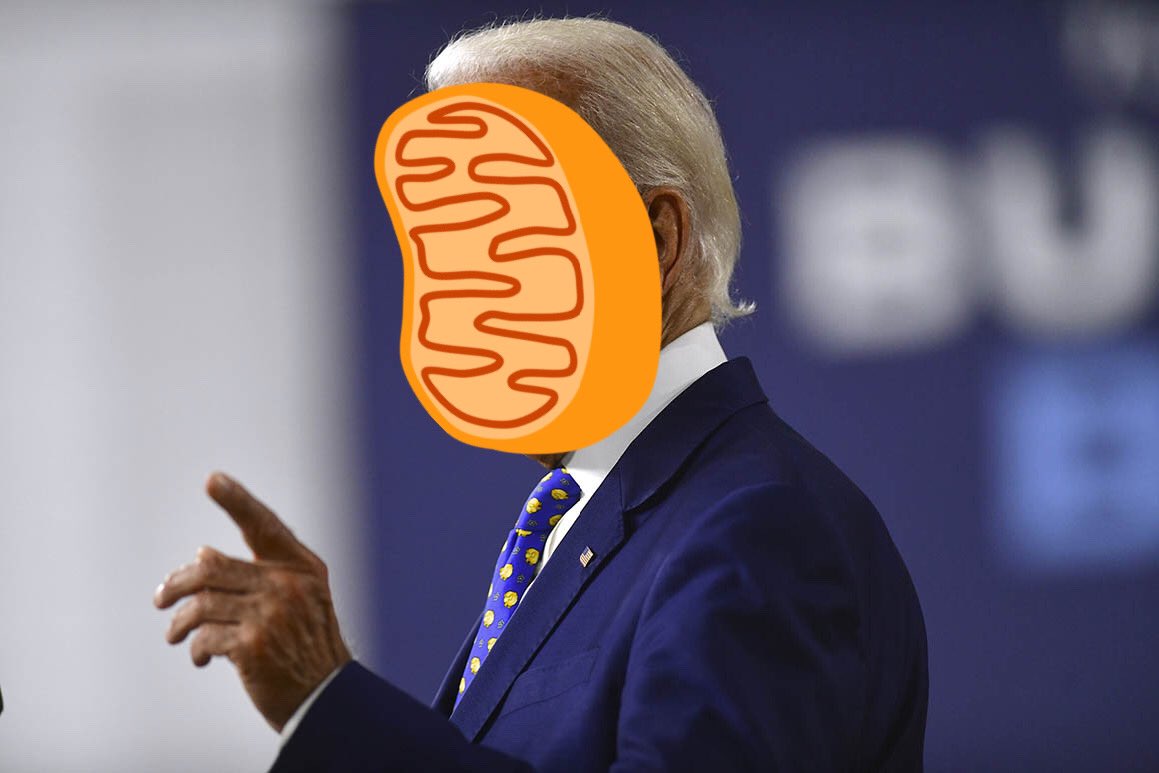 MitothePH's tweet photo. I want to make sure that all the energy I produce is getting to everyone in the cell and as President I will make sure that happens!! #CellVote2020 https://t.co/7BGCxxeYt5