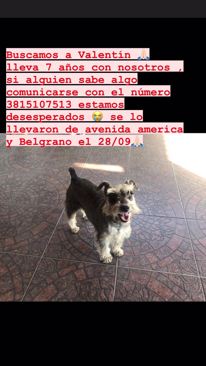 mariizamudio's tweet image. TUCUMAN rt 🙏🏻 los dueños están desesperados buscándolo  ... lleva casi un mes perdido ... compartir por favor 🙏🏻