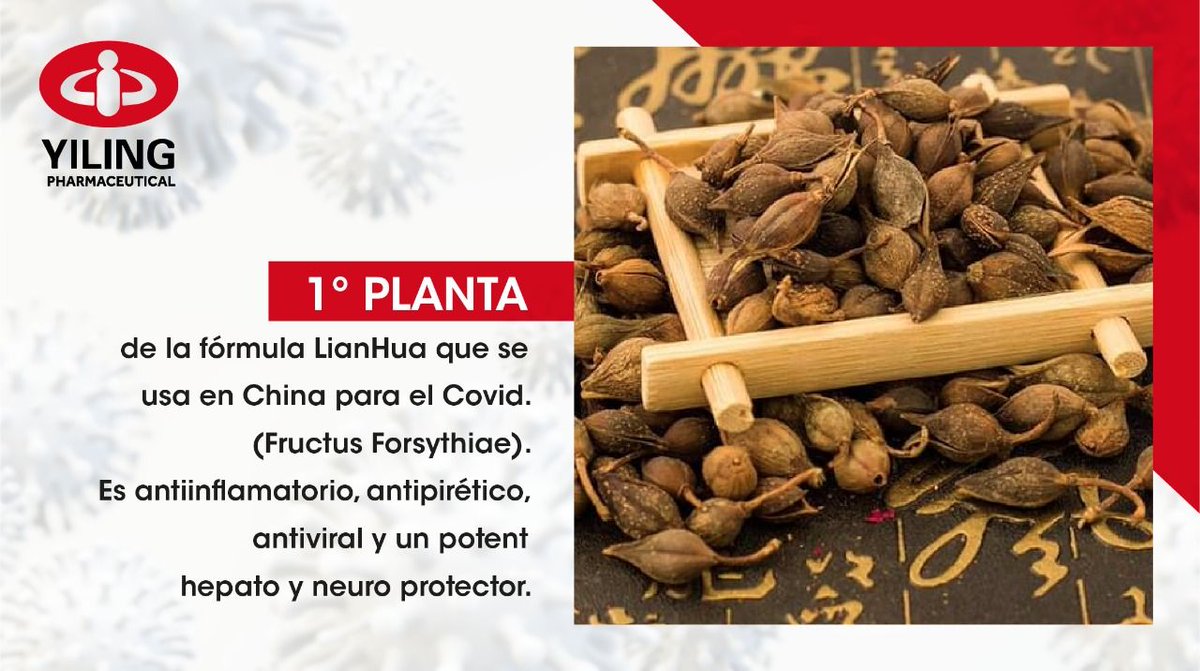 Yilinghealth's tweet photo. 1º Planta de la fórmula LianHua que se usa en China para el Covid. Lian Qiao(fructus Forsythiae) purifica el calor tóxico del Jiao superior, libera al Biao del calor del viento. Es antiinflamatorio, antipirético, antiviral y es un potente hepato y neuro protector. https://t.co/BRKy82TODg
