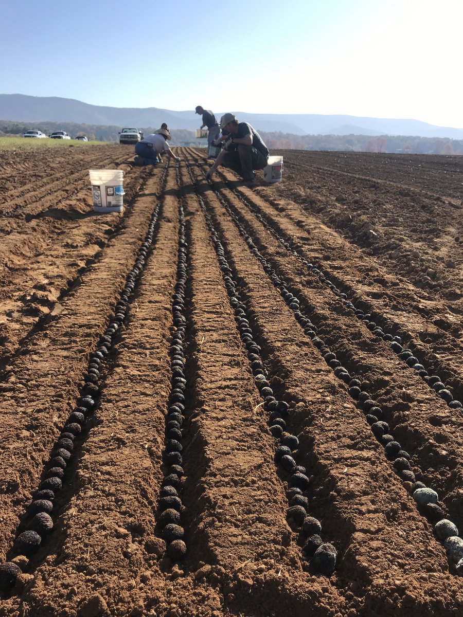 ForestryVA's tweet image. Did you donate black walnuts to VDOF this season? Staff at the Augusta Forestry Center began planting them this week! #futuretrees #VaForestryAtWork