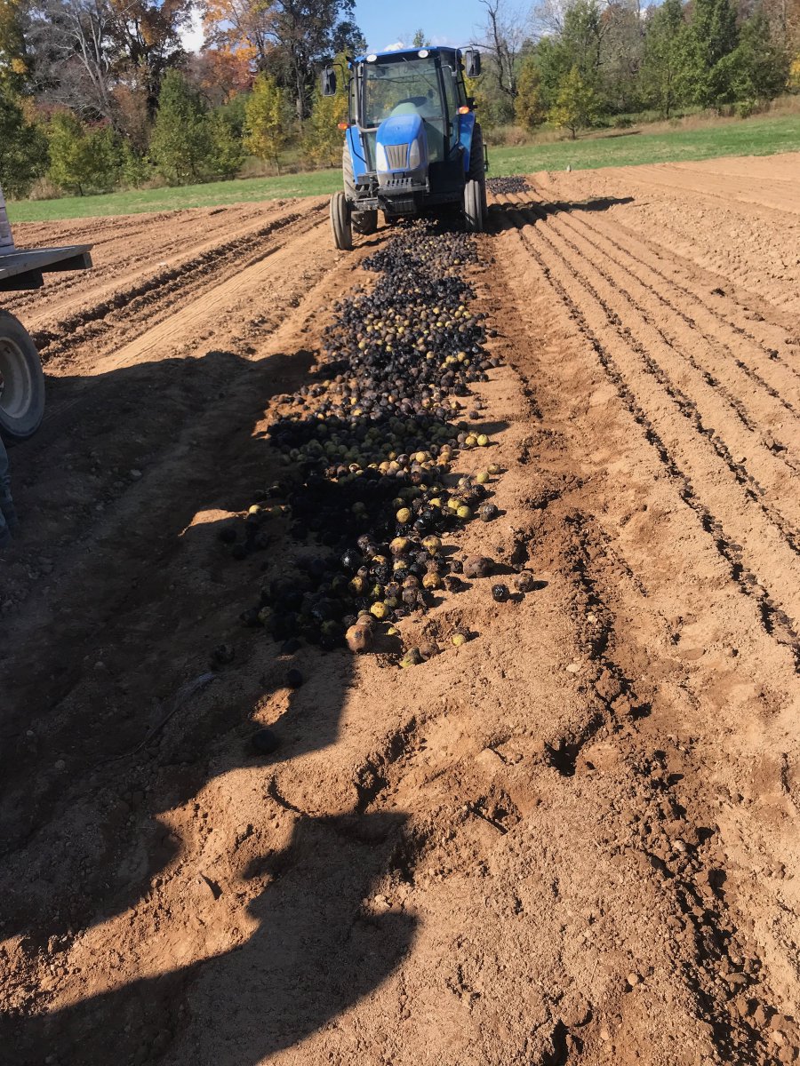 ForestryVA's tweet image. Did you donate black walnuts to VDOF this season? Staff at the Augusta Forestry Center began planting them this week! #futuretrees #VaForestryAtWork