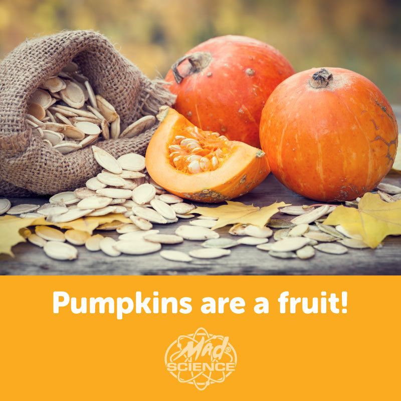 Did you know that pumpkins are one of those culinary vegetables that are actually scientifically a fruit? They are classified as a fruit because they contain seeds.