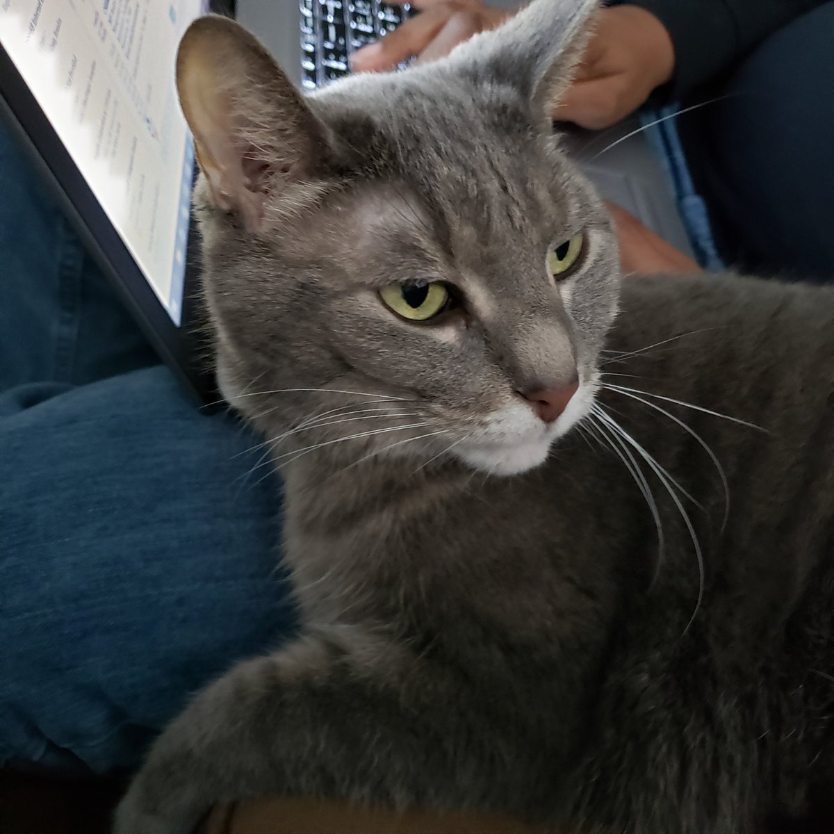 SmokeyDLee1's tweet photo. #CatTechSupport workz real hardz 2dayz and  youz kno what time it tiz??? It'z quittin' timez Pawpi @LeeMichaeldlee and timez to par-tay🎉🎉 on Fri-YAYY!!🐾😻 https://t.co/A8BxbZdGeR
