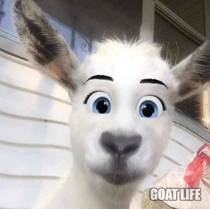 GoatLife15's tweet photo. If our goat was a Disney character ❤️🐐 #Disney #character #Artober2020 @Disney #goat https://t.co/qwg0D3LUQL