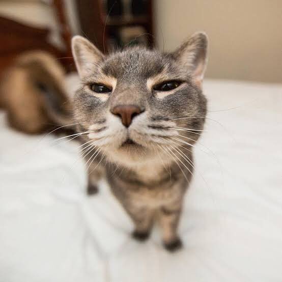 kenma as a cat; a thread.