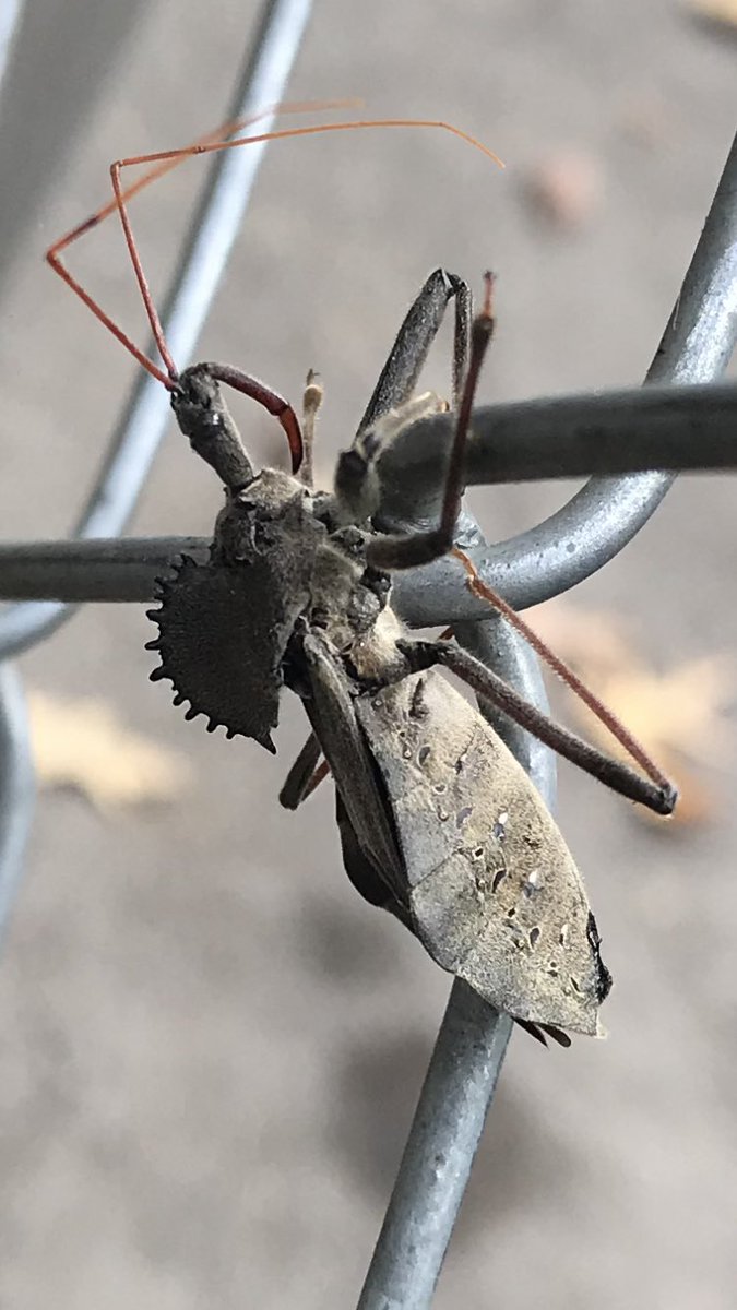 GingerooBakery's tweet photo. Hi @CheathamCoExt are you the right office to ID this critter hanging out on my fence in south Cheatham County? Thanks! https://t.co/BskCvfgyZR