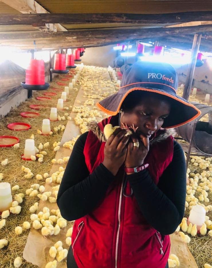 agribusinesszw's tweet photo. Here’s a tip for chick placement - how to check if temperature is correct: Put chicks feet against your neck or cheek. If the feet are cold, the birds are cold and you need to turn up the heat. #profeeds
#farming #agribusiness #agriculture https://t.co/eINuQNCSWL