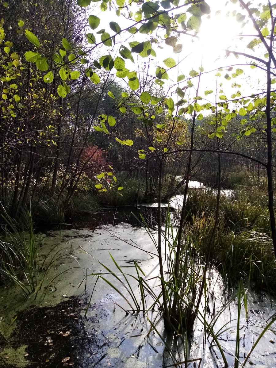 BenVButler's tweet photo. From a walk in Brandenburg the other day. Just north of Berlin.
#Berlin #Brandenburg https://t.co/jIknUQWgm2