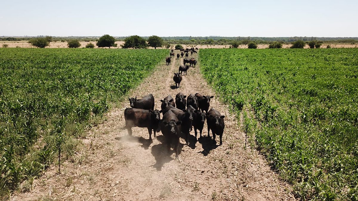 bea1911's tweet photo. CUBRIENDO BACHES EN LA OFERTA FORRAJERA A TRAVÉS DEL SORGO. https://t.co/A06nqURwOB a través de @LinkedIn https://t.co/VoUM5vonf1