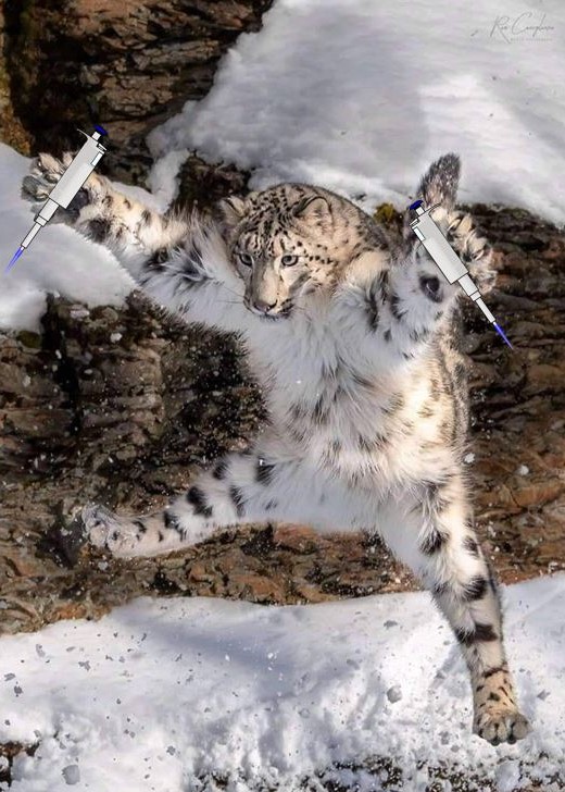 Me: I'm a professional scientist and I'm making a fancy presentation on snow leopard molecular ecology

Also me: I need an image of a snow leopard holding a pipette 

#InternationalSnowLeopardDay 

Photo by Ron Conigliaro