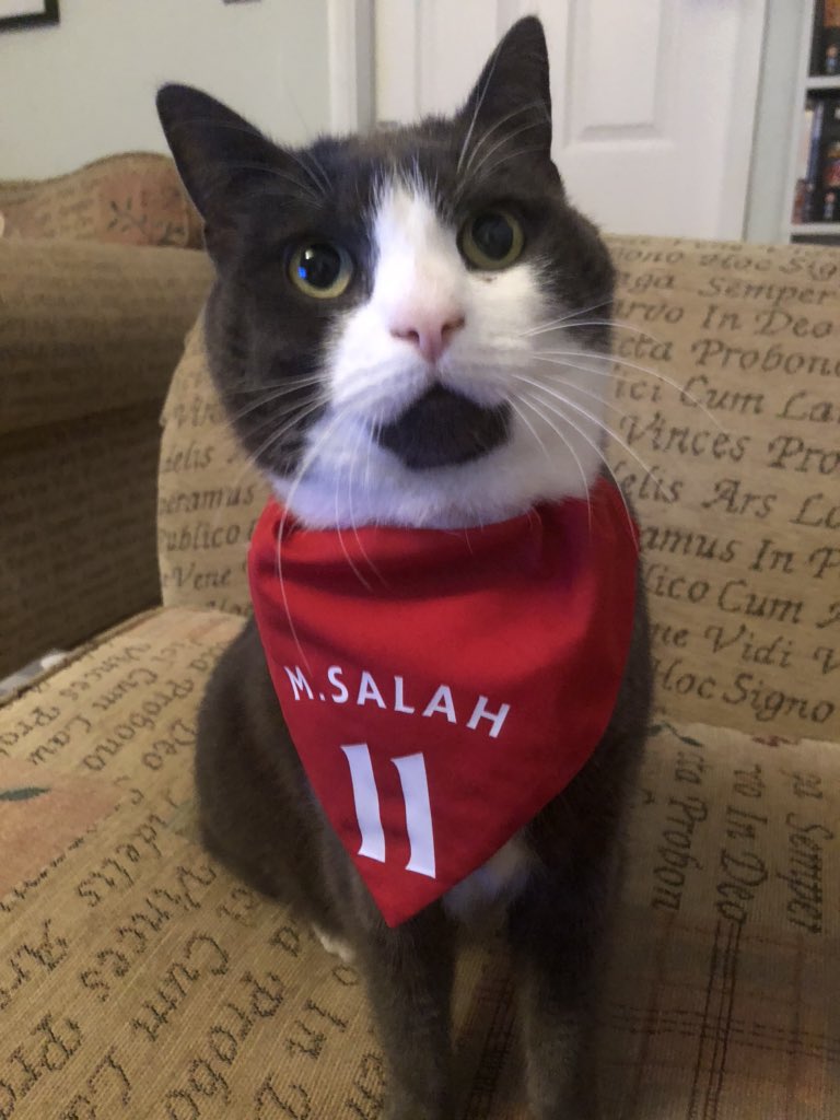 I love watching #LFC as much as the next Salah loving cat, but like many humans have said it doesn’t feel right to pay £15 in a time when so many are suffering. So like <a href="/waynefowler9/">Wayne Ewart</a> has suggested, please consider donating £15 to a local food bank instead: donorbox.org/fanssupporting…