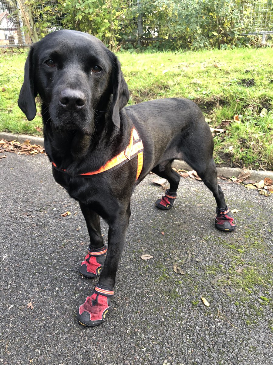 HertsFireDog's tweet photo. Another busy day today assisting with a #FireInvestigation. Today we were in Bushey #DogsWithJobs #FireInvestigationDogs #TheNoseKnows 🐾 https://t.co/5NlK7rNsIf