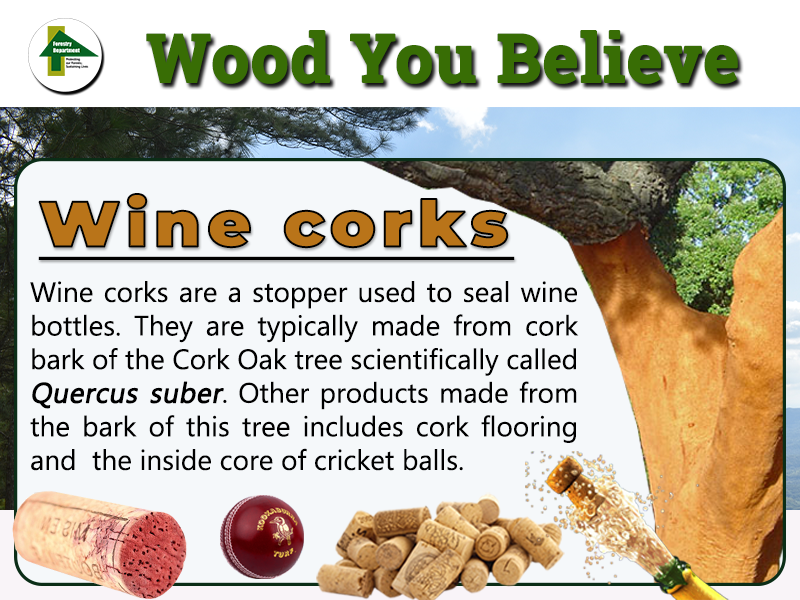 ForestryDeptJa's tweet photo. Trees provide raw material and many products used in our daily lives. For example, did you know the cork used for most wine bottles are made from the bark of a tree?
#woodyoubelieve
#forestrydeptja
#forestsmatters https://t.co/v3TYT3LCIi