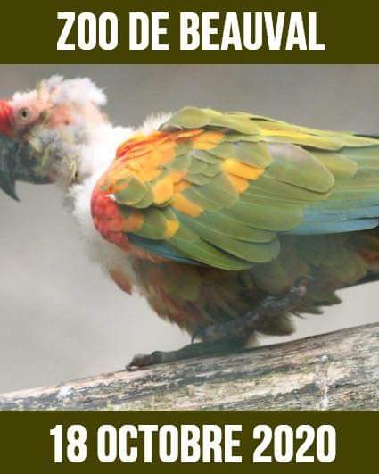 Rewild_rescue's tweet photo. Bravo Madame la Ministre @barbarapompili pour votre évidente volonté de bien faire mais exigerez vous la même chose du “plus beau zoo de France “ @zoobeauval dans lequel des oiseaux très rares pour certains sont complètement déplumés, névrosés, où d’autres sont mutilés 1/2 https://t.co/hZlqQFA15n