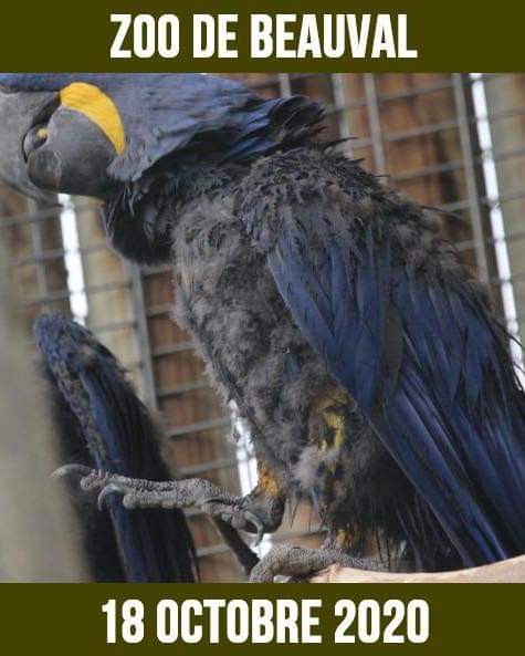 Rewild_rescue's tweet photo. Bravo Madame la Ministre @barbarapompili pour votre évidente volonté de bien faire mais exigerez vous la même chose du “plus beau zoo de France “ @zoobeauval dans lequel des oiseaux très rares pour certains sont complètement déplumés, névrosés, où d’autres sont mutilés 1/2 https://t.co/hZlqQFA15n