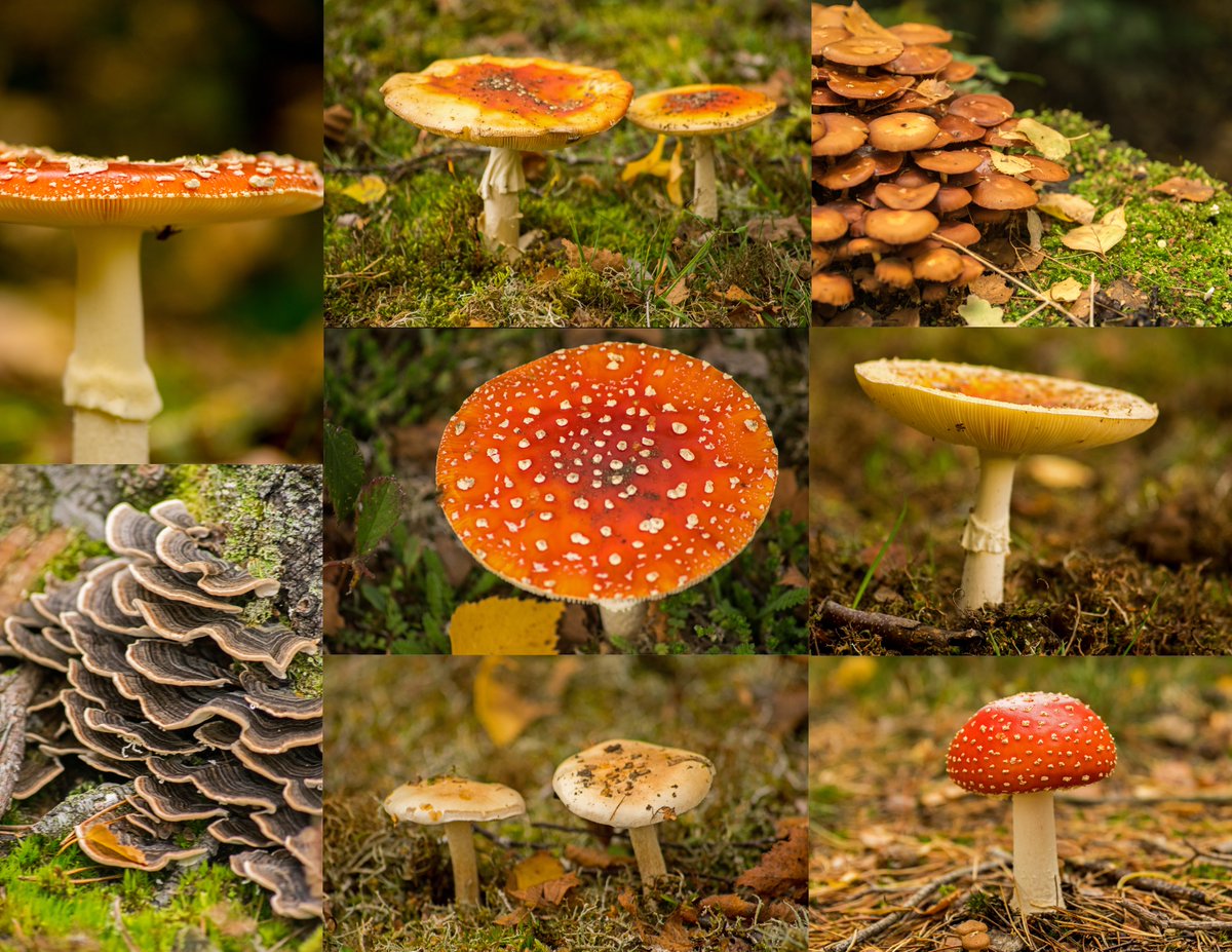 Swanholme Lakes yesterday @LincsWildlife @WhisbyNatureP #mushrooms #LincsConnect @NaturalEngland https://t.co/RssbUEwRCJ