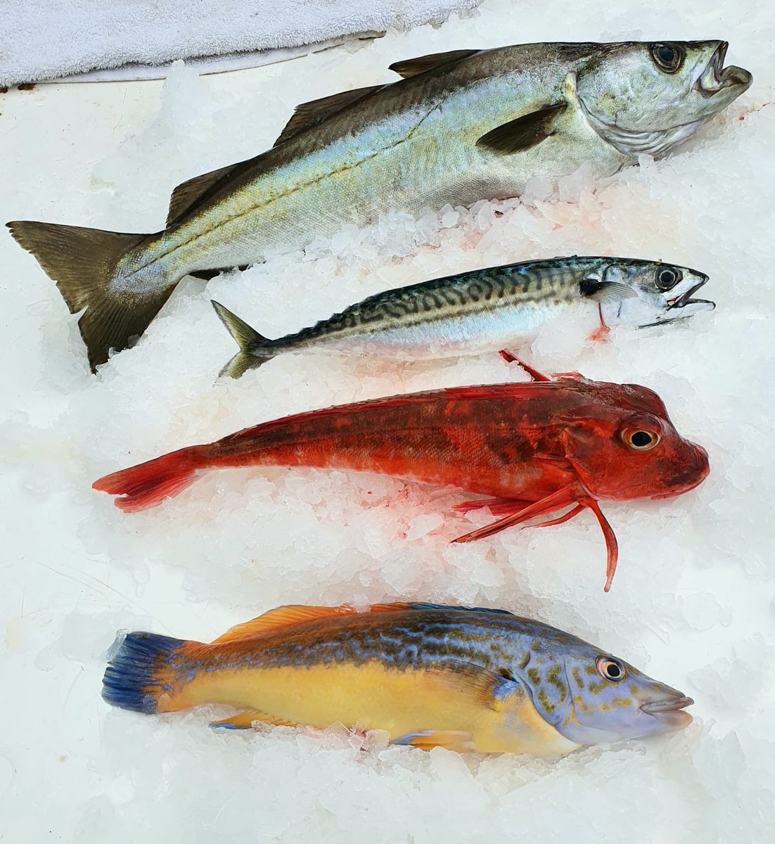 fishsarah's tweet photo. @NigelBarden @JamesGolding10 @guildoffinefood @we_are_food @MallikaBasu_ Fantastic.  We have our own type of “Guild Of Fine Food” lead by @pesky_fish who lead the way in supporting small scale fishermen with fair price for artisan sustainable fishing #supportourfishermen #brixhamfish #peskyfish Market opens Monday .... 🐟🐟🐟 https://t.co/oPMUvgMmbQ