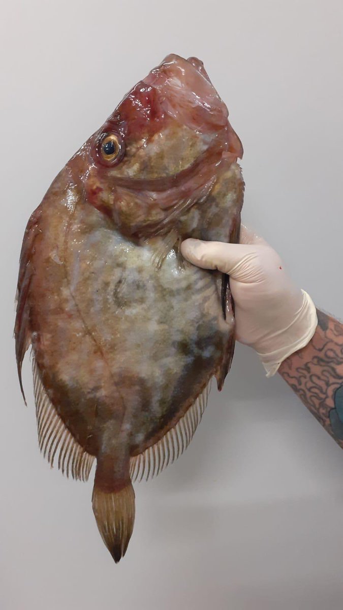 fishsarah's tweet photo. @NigelBarden @JamesGolding10 @guildoffinefood @we_are_food @MallikaBasu_ Fantastic.  We have our own type of “Guild Of Fine Food” lead by @pesky_fish who lead the way in supporting small scale fishermen with fair price for artisan sustainable fishing #supportourfishermen #brixhamfish #peskyfish Market opens Monday .... 🐟🐟🐟 https://t.co/oPMUvgMmbQ