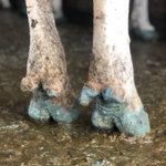 Photo by KlingonBlue™ Foot Baths & Topical Hoof Gel (@KlingonBlue)
