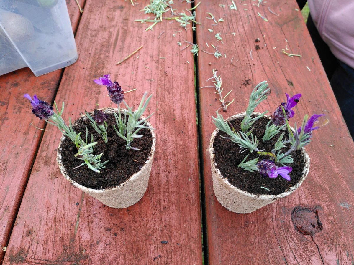 GreenheartG's tweet photo. More plot to Plate fun with participants from @CranhillDT We have an amazing group who been a blast so far, with foraging in Cranhill Park and some beautiful cuttings taken on the garden with @GreenheartG  and more amazing highly nutritious meal in the kitchen with @DenbyNigel https://t.co/OsSmqbxKI9