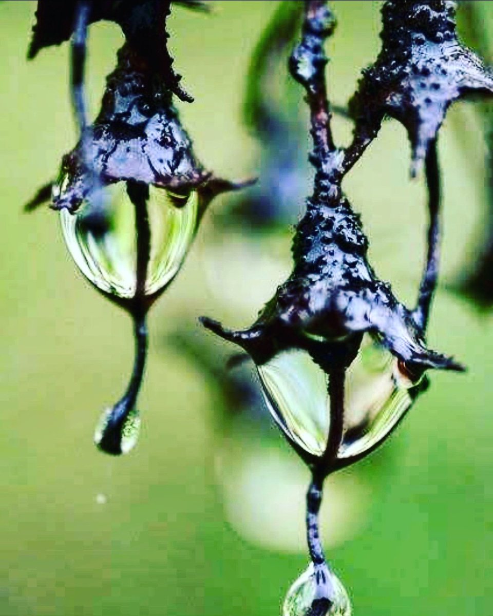 Auch Regen kann schön sein♡